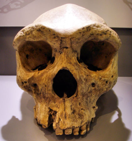 Skull of a Homo heidelbergensis. (Source: Wikimedia Commons)